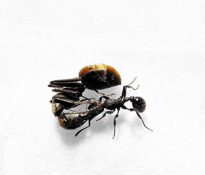 Пф... Ну тут вы скажете: "Кампы всю историю корешили с погономирмексами". Да, да